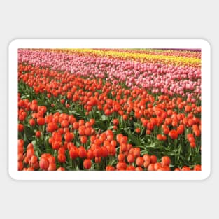 Tulips, nature, gifts, Washington State, Floral Rainbow Sticker